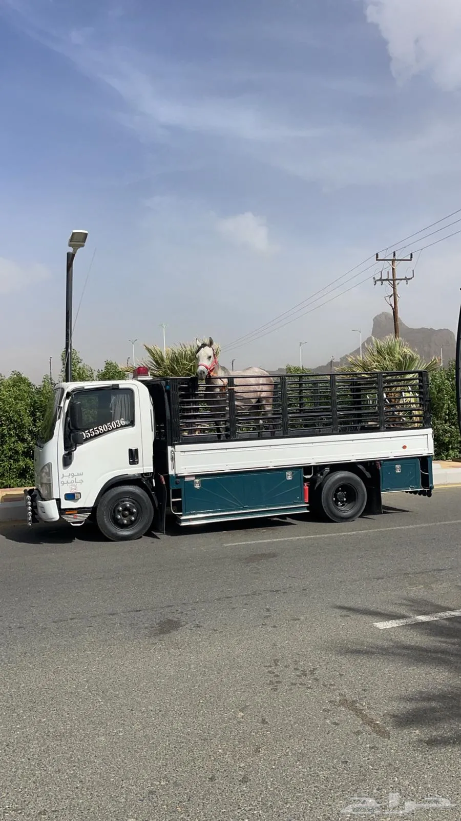 دينا نقل عفش في ينبع، ارقام دينات نقل عفش جدة